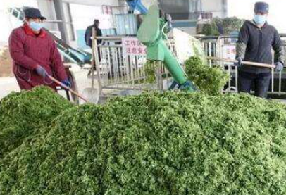 大量幾百?lài)崗U棄菜葉回收利用生產(chǎn)工藝，果蔬垃圾廢菜葉怎么處理？
